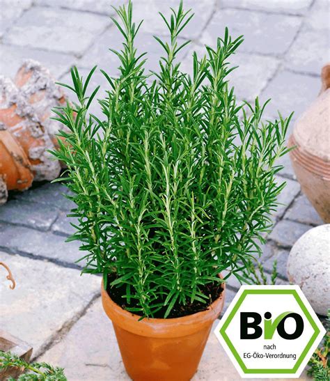 Bio Rosmarin Pflanze Rosmarinus Officinalis G Nstig Online Kaufen