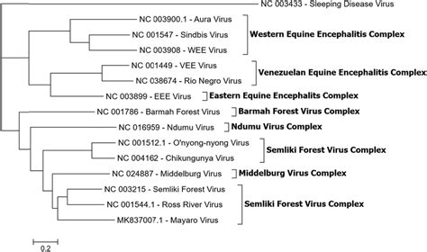 Molecular Phylogeny Of The Medically Most Relevant And Representative