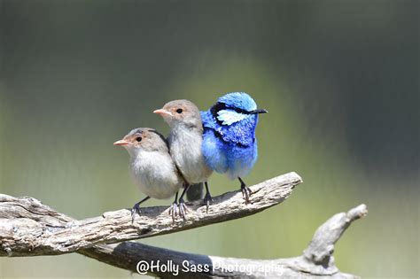 Captive Breeding Of Splendid Fairy Wrens