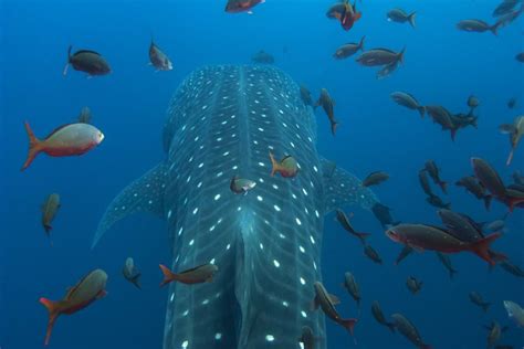 Researching Whale Sharks In The Galápagos Marine Reserve Galápagos Conservancy