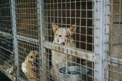 Adopcja Psa Ze Schroniska Ile Kosztuje I Co Musisz Wiedzie