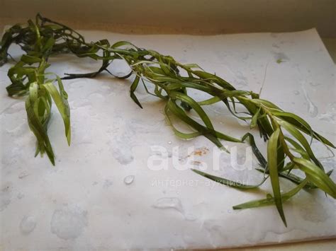 Гетерантера остролистная — купить в Красноярске. Водные растения на ...