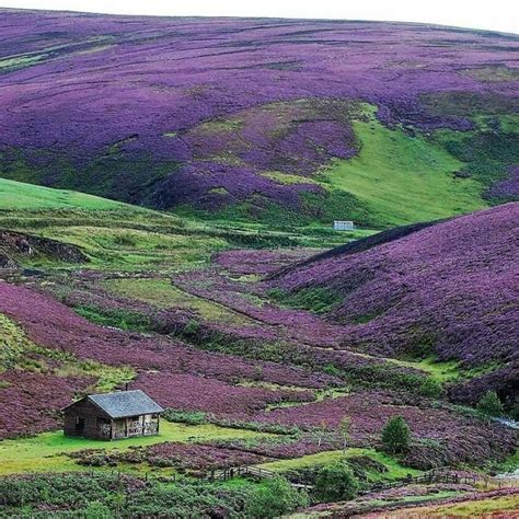 Heather Fields Scotland Travel Scotland Forever