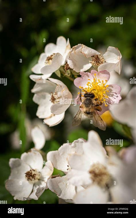 Abeja De Miel Recolectando Polen En La Flor De La Rosa Silky Durante La