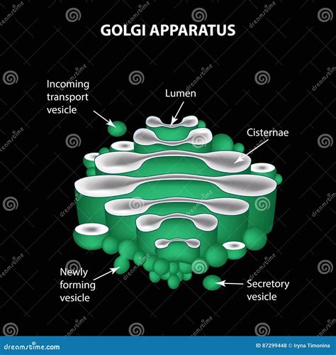 The Structure Of The Golgi Apparatus. Infographics. Vector Illus ...