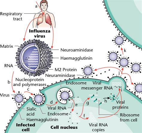 Figure 1 from Viral Capsids and Envelopes: Structure and Function | Semantic Scholar