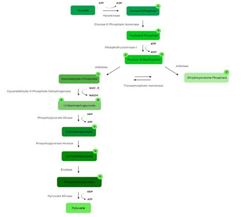 Steps In Carbohydrate Metabolism