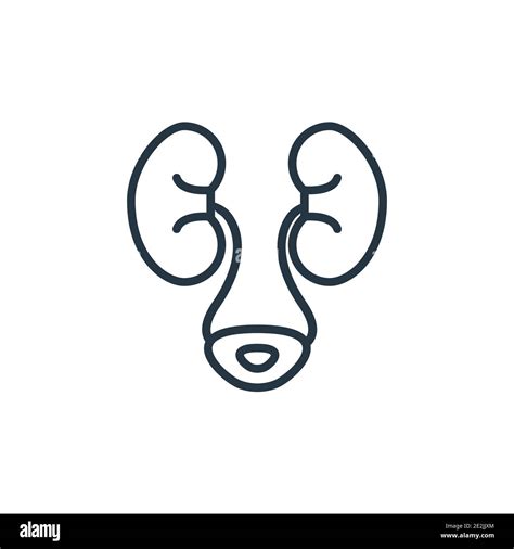 Urology Outline Vector Icon Thin Line Black Urology Icon Flat Vector