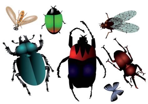 Flying Beetle Png Transparent Images Free Download Vector Files Pngtree