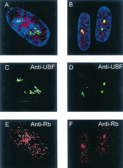 Rb Colocalizes With Ubf In The Nucleolus During Cell Cycle Arrest The