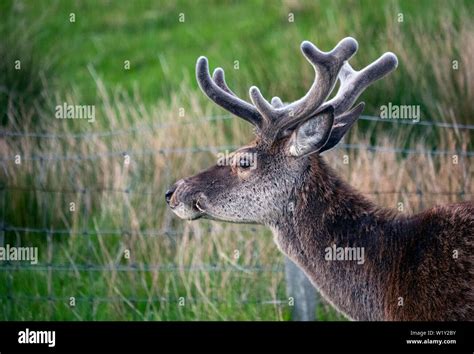 Red deer stag in North West Scotland with spring antlers covered in ...