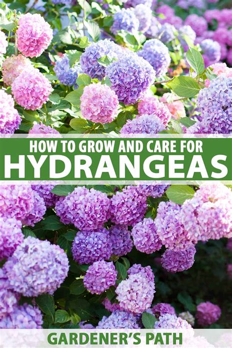 Hydrangea Care How To Plant Grow Care For Hydrangeas