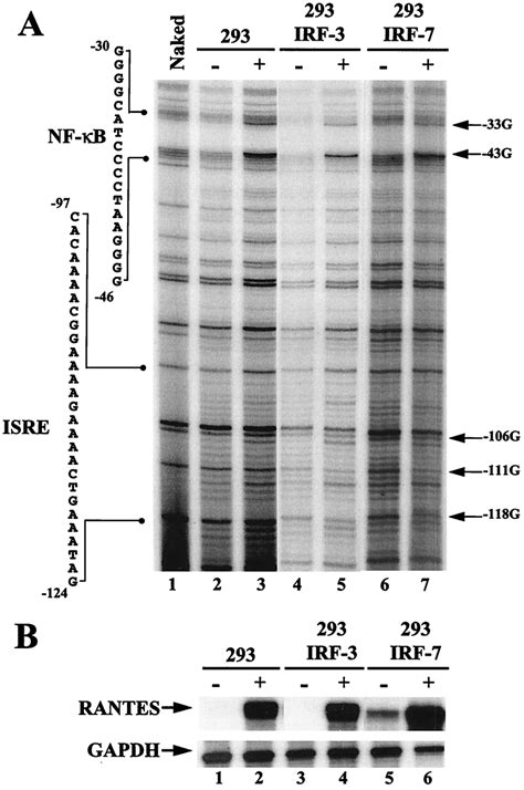 In Vivo Binding Of Irf And Irf On The Proximal To Region