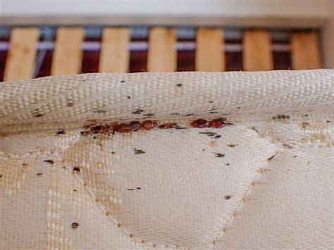 Checking Your Home For Bed Bugs Our Handy Guide Woodfield Laundromat