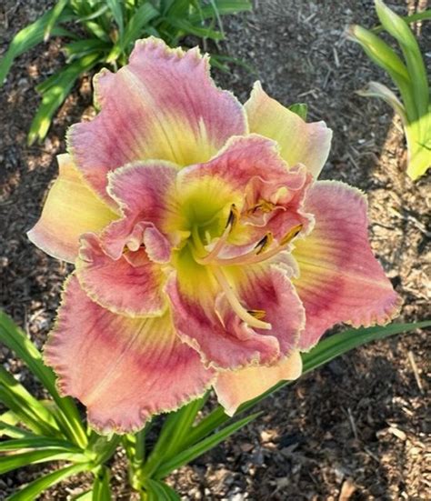 Daylily Hemerocallis Topguns Nailed It In The Daylilies Database