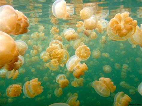 Swimming With Jellyfish In Palau Adventure Travel Micronesia