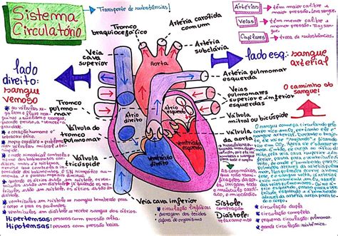 Mapas Mentais sobre SISTEMA CIRCULATÓRIO Study Maps