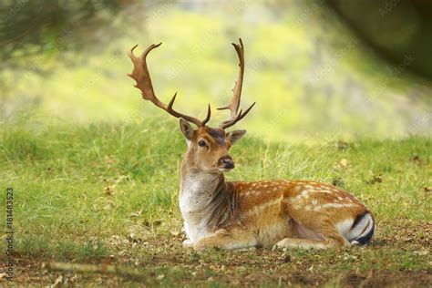 Fallow Deer Buck