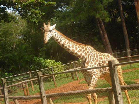 Zoologico Americana - Parque Ecológico de Americana - Onde Visitar em Americana - SP