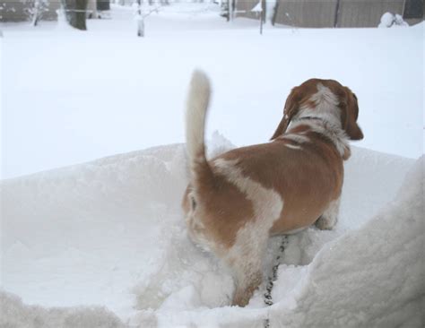 Neighbors About Town: A Snow Romp by the Little Weirdo