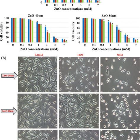 Cytotoxicity Of Zno Nps On L Fibroblast Cell Lines Assessed By Mts