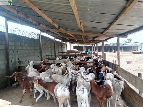 Achat Vente Animaux MOUTON A VENDRE Abidjan Banabaana