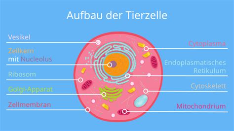 Tierische Zelle Aufbau Und Funktionen Tierische Zelle, 57% OFF