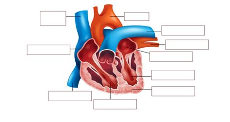 Intro Label Cardio Diagram Quizlet