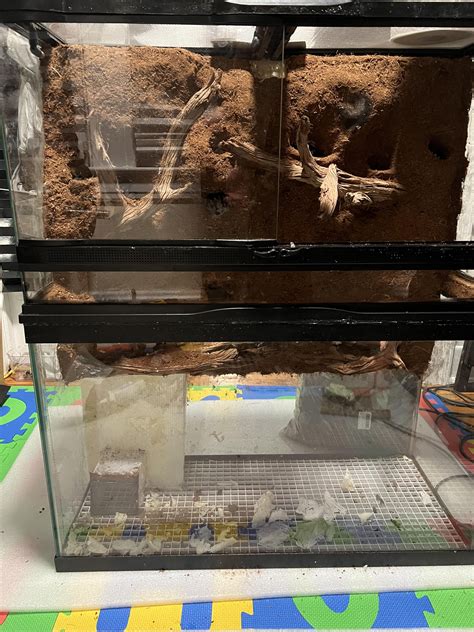 Mourning Geckos in NYC? : r/Mourninggeckos