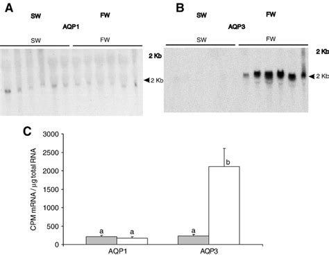 Northern Blot Analysis Of Aqp A And Aqp B Gene Expression Using