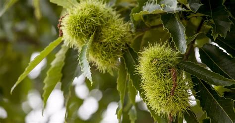 Castanea sativa Doree de Lyon CAC Eßkastanie im Pflanzenshop