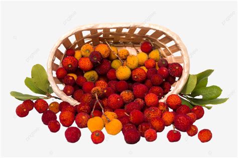 Madroño Madroño Unedo Fruta Aislado PNG , Unedo, Estudio, Hojas PNG Imagen para Descarga ...