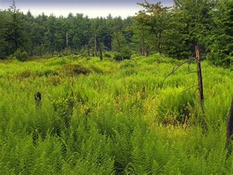 Free Images Tree Grass Lawn Meadow Flower Green Pasture