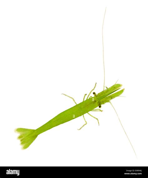 hippolyte inermis  res stock photography  images alamy