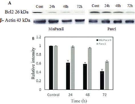 Detection Of Bcl Protein By Western Blot Analysis A Bcl