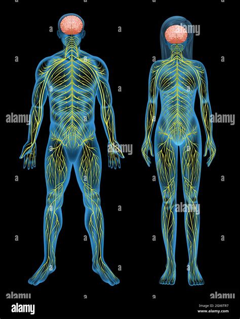 Human Nervous System Stock Vector Image Art Alamy