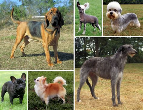 friendly dog breeds  india   home furloved