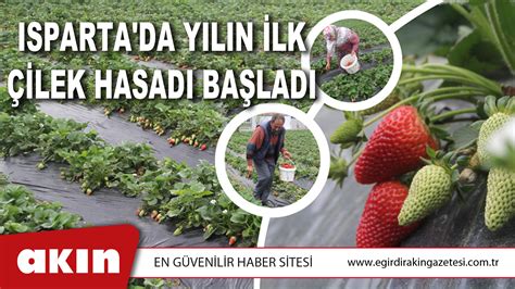 ISPARTA DA YILIN İLK ÇİLEK HASADI BAŞLADI