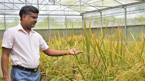 Veinte Años Después Filipinas Autorizó La Siembra Del Famoso Arroz Dorado Y Así Asia Abrió Sus