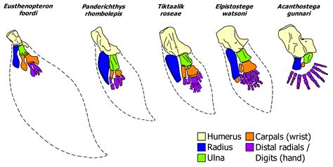 Tiktaalik The Canadian Encyclopedia