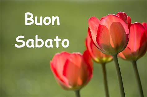 Buon Sabato E Buongiorno Con Fiori Bellissimi Tulipani E Rose