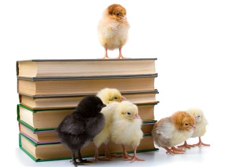 10 Best Books on Raising Chickens in 2024 - Reviews & Top Picks | Pet Keen