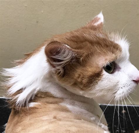 Cat Mullets Weird Instagram Cat Haircut Trend