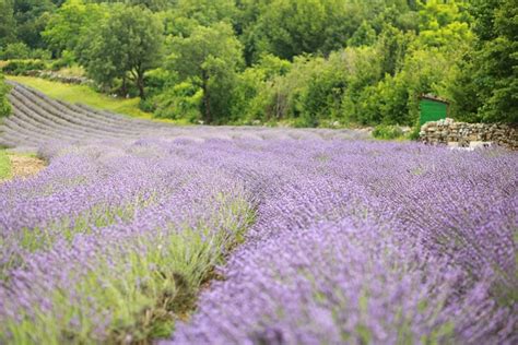 Lavender Bidang Foto Gratis Di Pixabay Pixabay