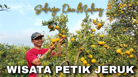 Wisata Petik Jeruk Di Malang Terbaru Cak Hanto Youtube