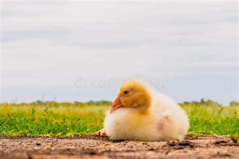 Gosling. Poultry Farm for Breeding Geese. Little Goose Chicks in the Grass Stock Photo - Image ...