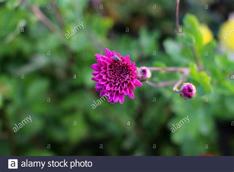 magenta flowers images Stock Photo - Alamy