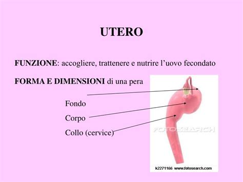 Ppt Apparato Riproduttivo Femminile Powerpoint Presentation Free Download Id4754594