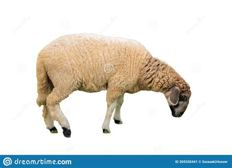 Side View Of Sheep Isolated On Background Gng Stock Image Image Of