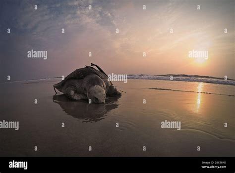 dead turtle   seaside stock photo alamy